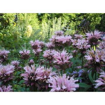 Monarda'Ou'Charm'