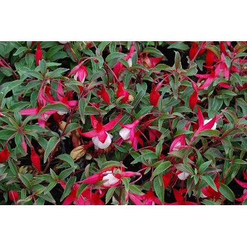 Fuchsia magellanica'Madame Cornelissen'