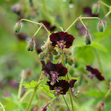 Geranium phaeum'Angelina'