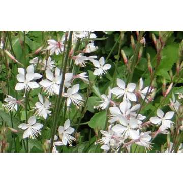 Gaura lindheimeri'Summer Breeze'