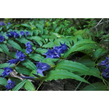 Gentiana asclepiadea