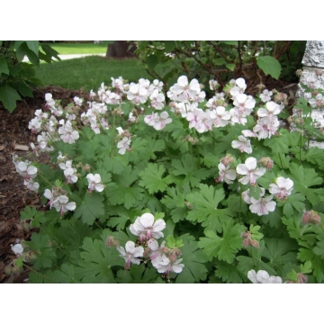 Geranium cantabrigiense'Biokovo'