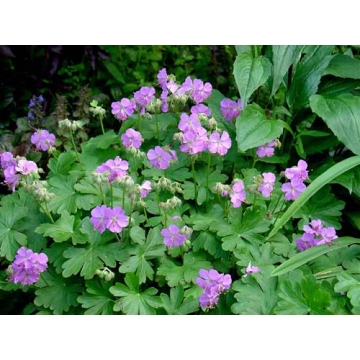 Geranium cantabrigiense'Cambridge'