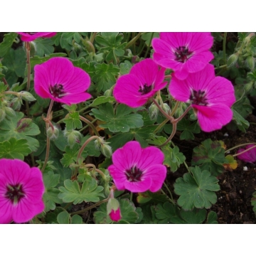 Geranium cinereum'Subcaulescens'