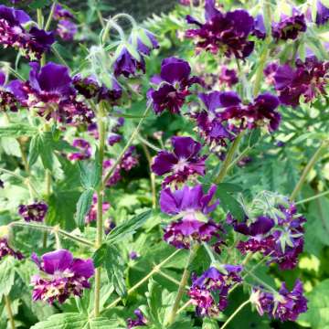 Geranium phaeum'Joseph Green'