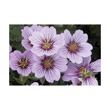 Geranium'Lilac Ice'