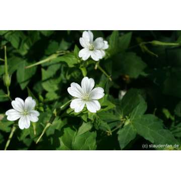 Geranium nodosum'Wreightburn House White'