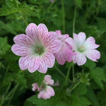 Geranium oxonianum'Lace Time'