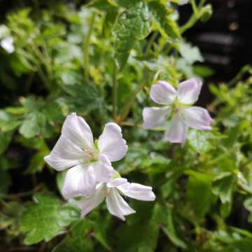 Geranium oxonianum'Ankum's White'