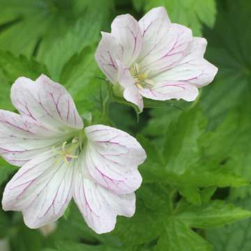 Geranium oxonianum'Trevor's White'