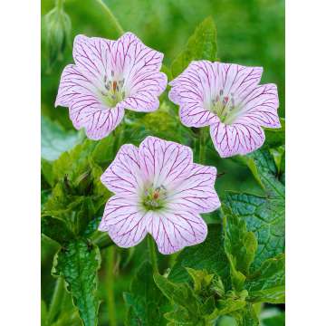 Geranium oxonianum'Walter's Gift'