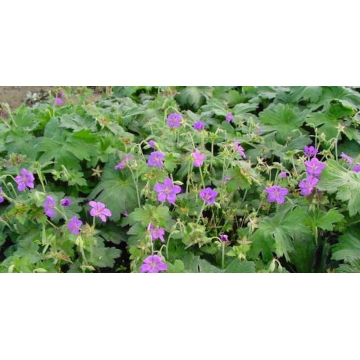 Geranium wlassovianum