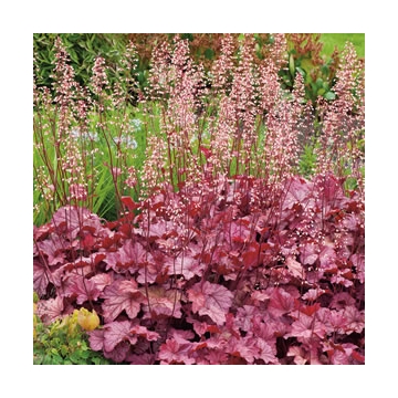 Heuchera'Berry Smoothy'