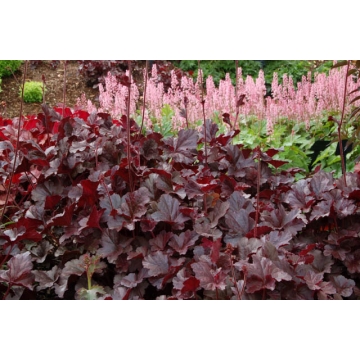 Heuchera'Obsidian'