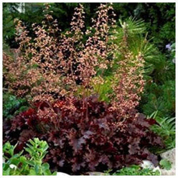 Heuchera'Melting Fire'