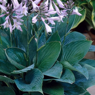 Hosta fortunei'Hyacinthina'