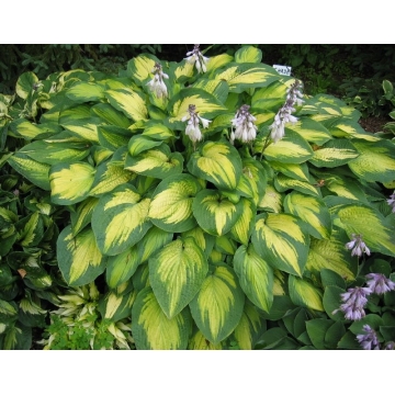 Hosta'Paul's Glory'