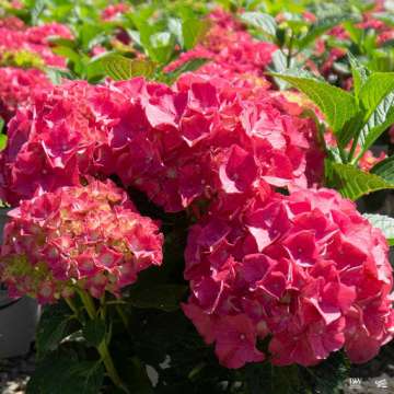 Hydrangea macrophylla'Forever and Ever Red'