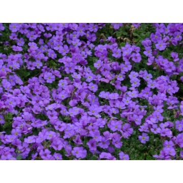 Aubrieta'Blaumeise'