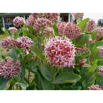 Asclepias speciosa