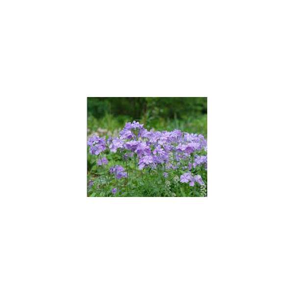 Phlox divaricata'Blue Moon'