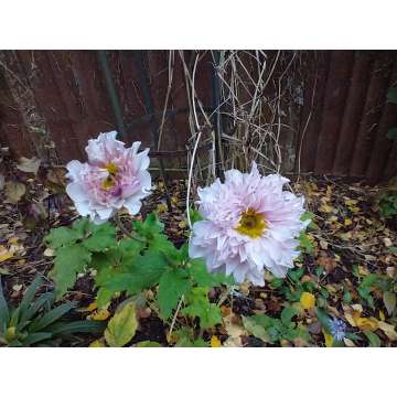 Anemone'Frilly Knickers'