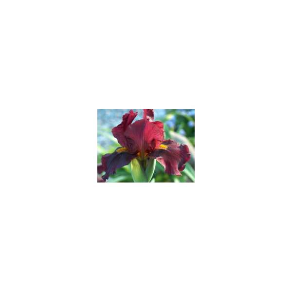 Iris germanica'Red Orchid'