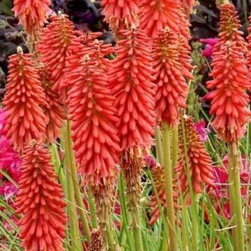 Kniphofia'Red Hot Popsicle'