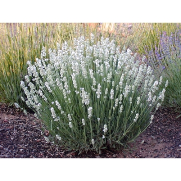 Lavandula angustifolia'Alba'