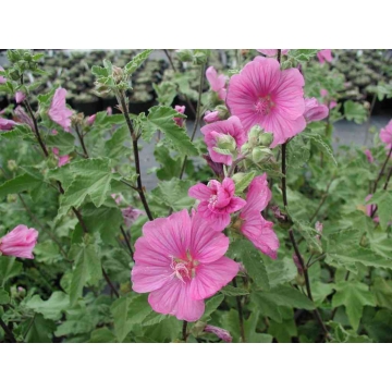 Lavatera'Burgundy Wine'