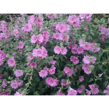 Lavatera'Rosea'