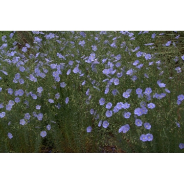 Linum perenne