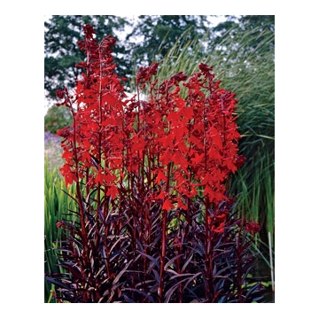 Lobelia fulgens'Queen Victoria'