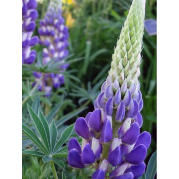 Lupinus'Gallery Blue'