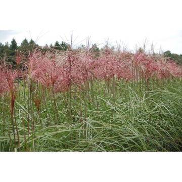 Miscanthus sinensis'Malepartus'