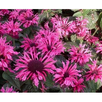 Monarda'Pink Lace'