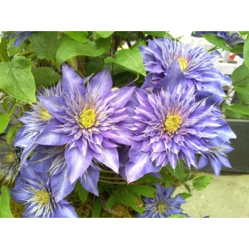 Clematis'Multi Blue'