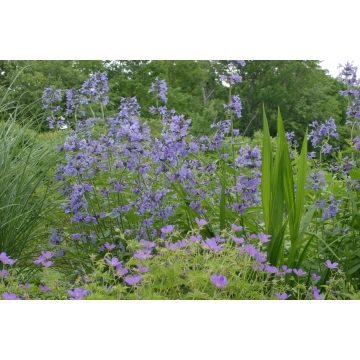 Nepeta siberica'Souvenir d'André Chaudron''