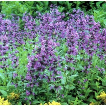 Nepeta siberica