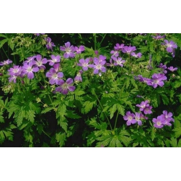 Geranium sylvaticum'Mayflower'