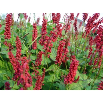 Persicaria amplexicaulis'Blackfield'