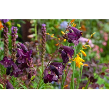 Penstemon'Raven'