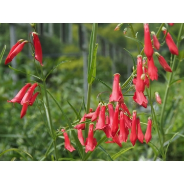 Penstemon barbatus'Coccineus'