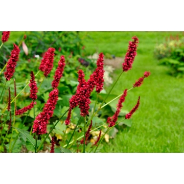 Persicaria amplexicaulis'Fat Domino'