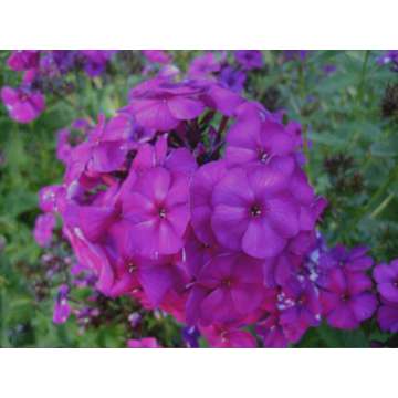 Phlox paniculata'The King'