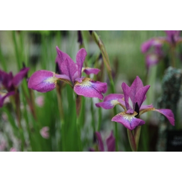 Iris sibirica'Sparkling Rose'