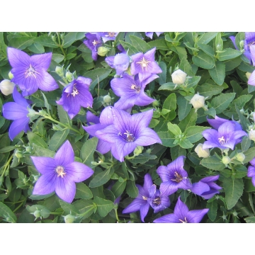 Platycodon grandiflorus'Astra Blue'