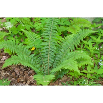 Polystichum braunii