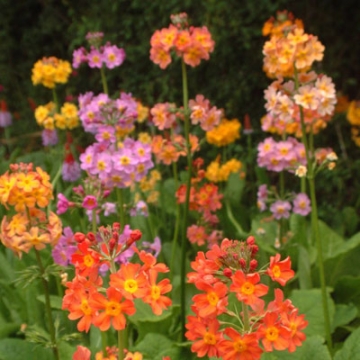 Primula bullesiana