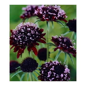 Scabiosa atropurpurea'Chili black'